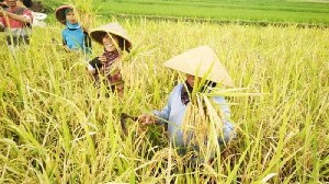 Nilai Tukar Petani di Aceh Naik 0,16 Persen